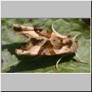 Phlogophora meticulosa - Achateule 01.jpg